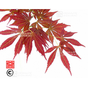 graines-d-acer-matsumurae-kinran