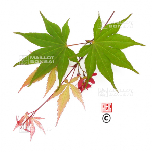 graines d'acer amoenum takatori