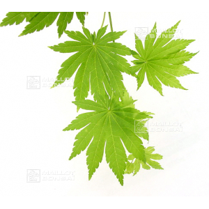 graines-d-acer-shirasawanum-tenuifolium