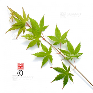 graines d'acer amoenum tsuri nishiki