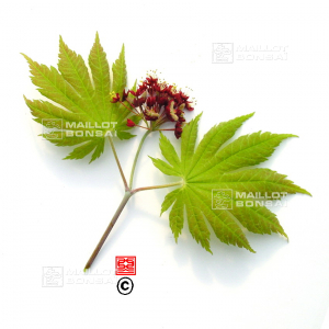 graines-d-acer-japonicum-o-taki