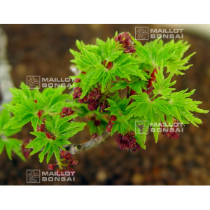 graines d'acer palmatum shishi gashira