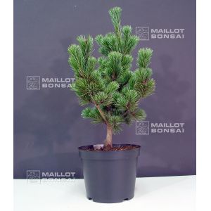 Pinus parviflora ssp. pentaphylla glauca pot 4 lit