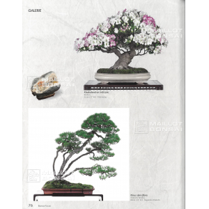 bonsai-focus-n-117