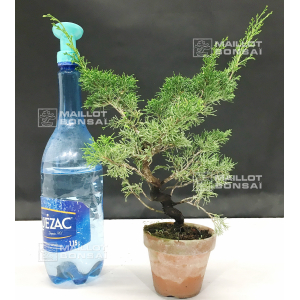 juniperus-chinensis-itoigawa
