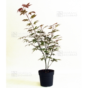 ACER palmatum 'Atropurpureum' de bouture en godet