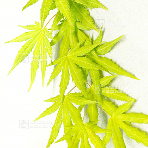 acer-palmatum-cascade-citrine