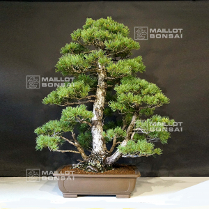 pinus-pentaphylla-06030196