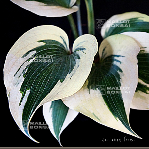 hosta-autumn-frost