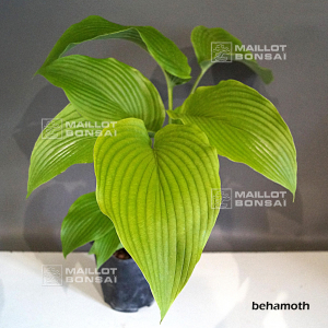 hosta-behamoth