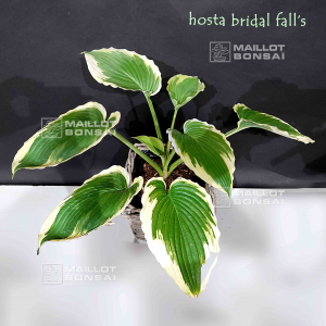 Hosta Bridal falls