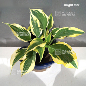 Hosta Bright star