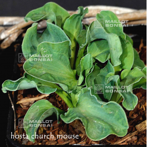 Hosta Church mouse