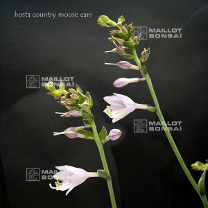 Hosta Country mouse