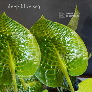 hosta-deep-blue-sea