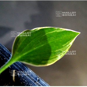 Hosta Dixie chick