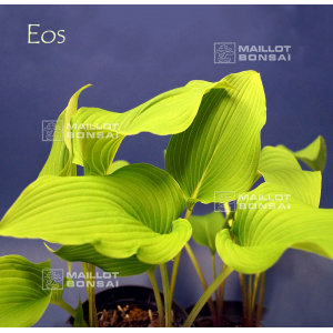 hosta-eos