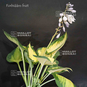 Hosta Forbidden fruit