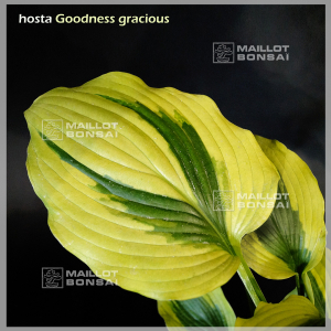 Hosta Goodness gracious