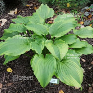 hosta-last-dance