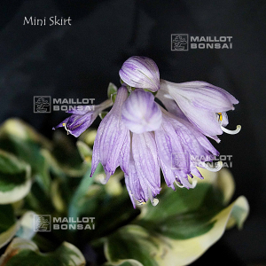 Hosta Mini skirt