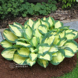 Hosta Popcorn