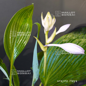 hosta-urajiro-itaya