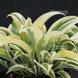 hosta-virginia-reel