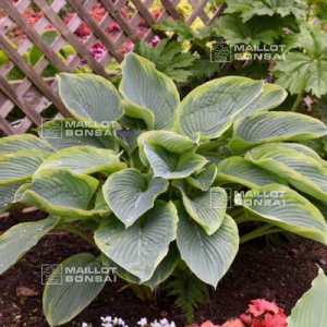 hosta-wu-la-la