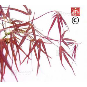 aka-shime-no-uchi