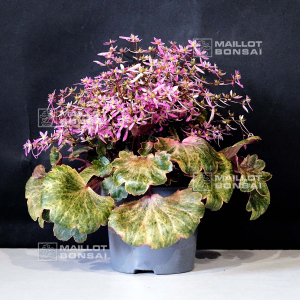 saxifraga-fortunei-dancing-pixies