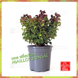 leucothoe-axilaris-curly-red