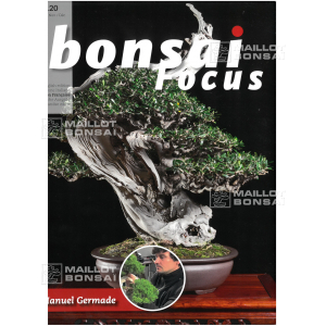 BONSAI FOCUS N° 120