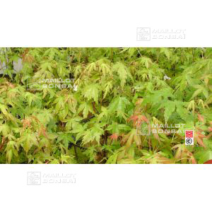 acer-palmatum-young-tree