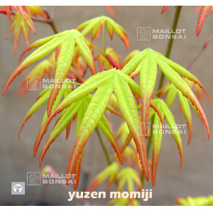 YUZEN MOMIJI