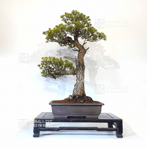 pinus-pentaphylla-24010225