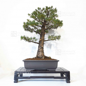 pinus-pentaphylla-24010227