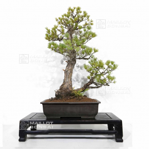 pinus-pentaphylla-25010221