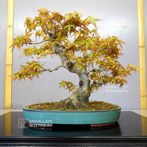 vendu-acer-palmatum-17030227