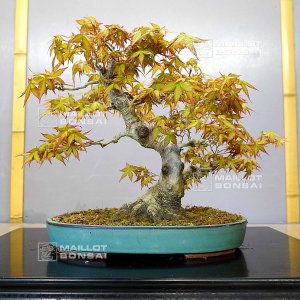 acer-palmatum-17030227