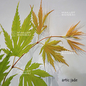 Acer x pseudosieboldianum Arctic Jade