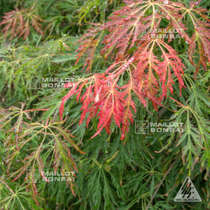 acer-x-pseudosieboldianum-ice-dragon