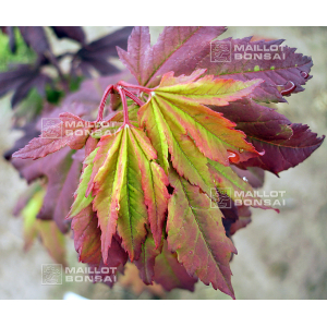 burgundy jewel