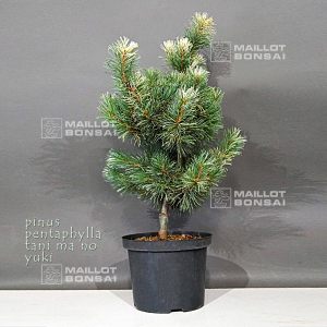 pinus-parviflora-var-tanima-no-yuki