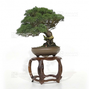 juniperus-chinensis-itoigawa-ref-27100222