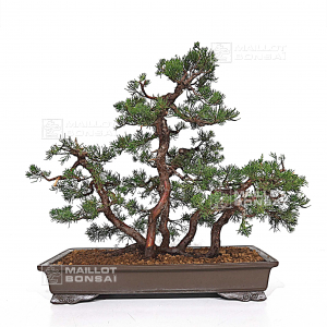 juniperus-chinensis-itoigawa-02070185