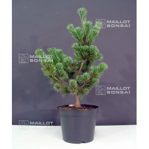 Pinus parviflora var. negishi 7.5 litres