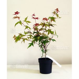 acer-palmatum-deshojo-de-bouture-1-5