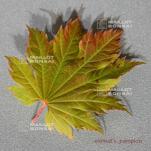 acer-japonicum-emmet-s-pumpkin