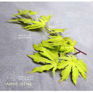 acer-palmatum-anne-irene